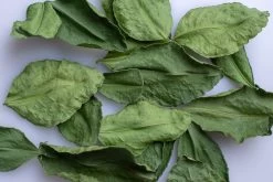 Angkor Food Makrut (Kaffir) Lime Leaves -Cooking Tools Store angkor food makrut kaffir lime leaves angkor food 28277344075833