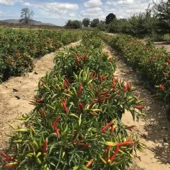 Banhoek Chili Oil 12 Banhoek Chili Oil -Cooking Tools Store banhoek chili oil banhoek 28236025233465