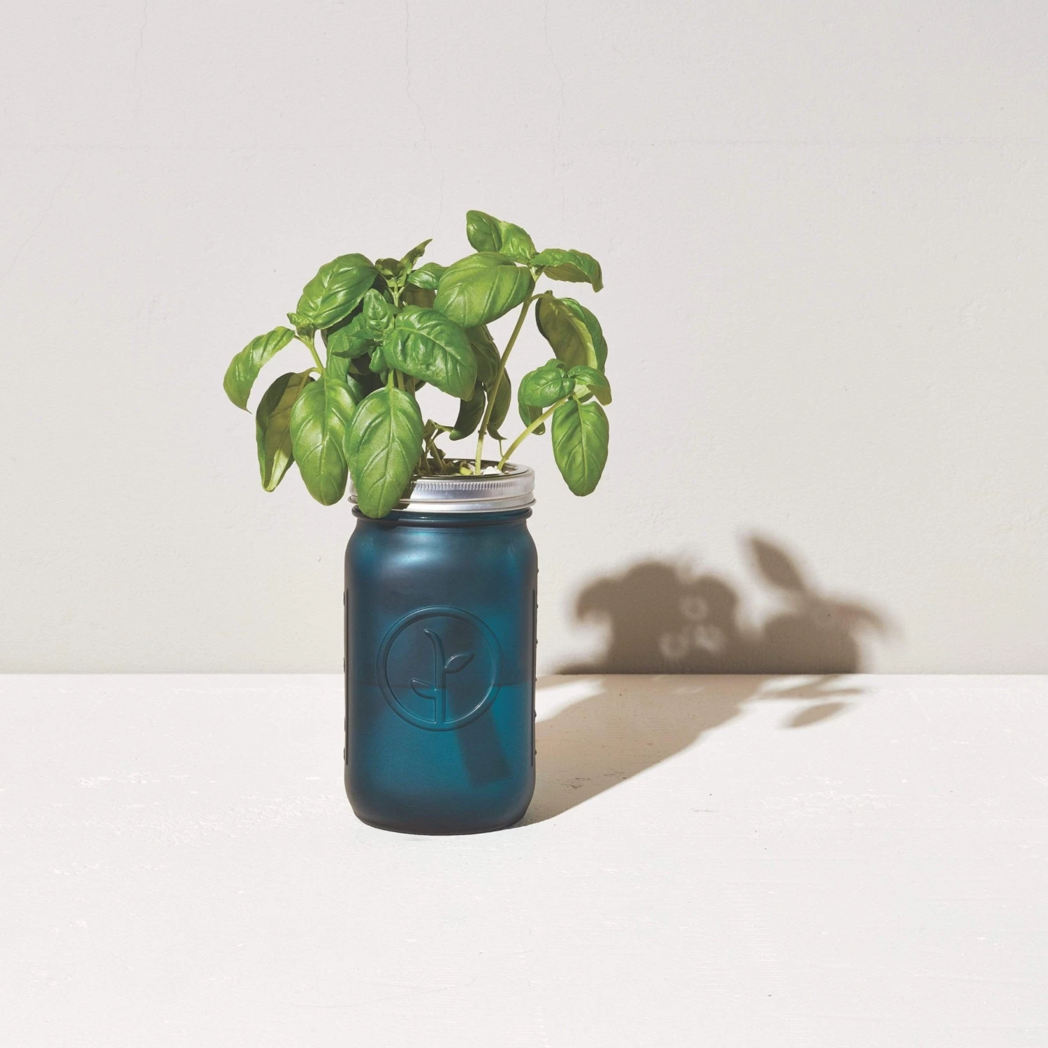 Modern Sprout Indoor Garden Jar - Basil 4 Modern Sprout Indoor Garden Jar - Basil - Image 2