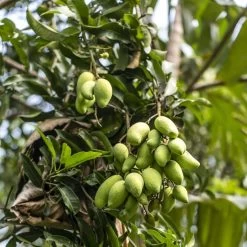 Pure Indian Foods Alphonso Mango Puree -Cooking Tools Store pure indian foods alphonso mango puree pure indian foods 28222235410489